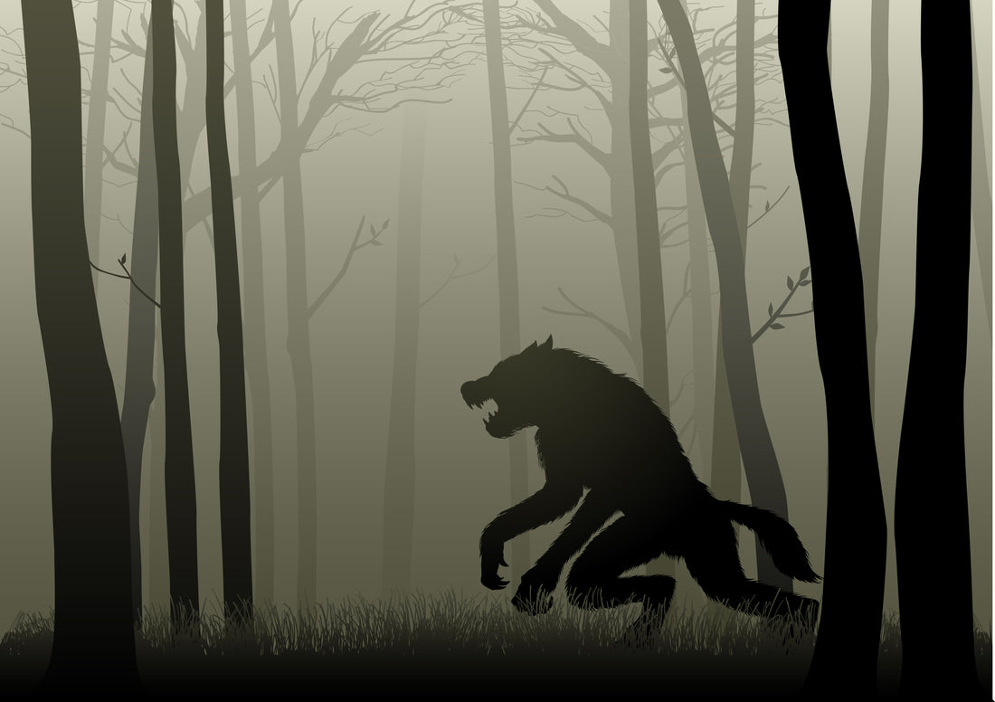 Wolf stalks through woods, silhouette 
